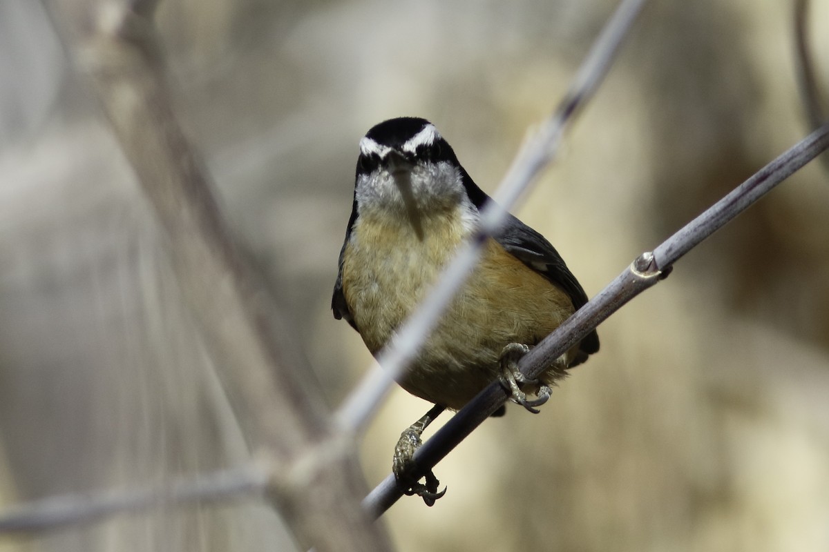 Red-breasted Nuthatch - ML611947678