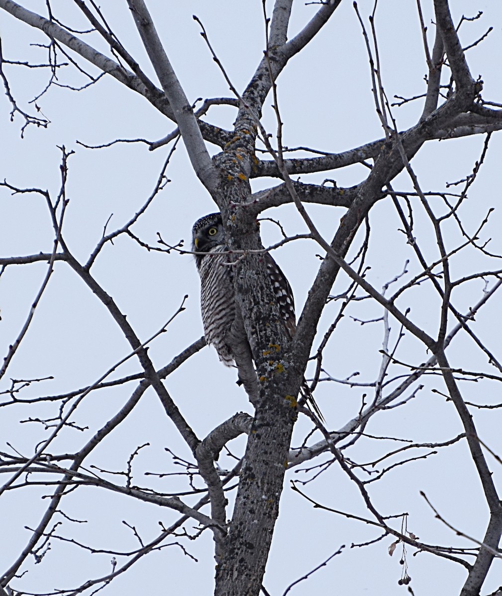 Northern Hawk Owl - ML611947690