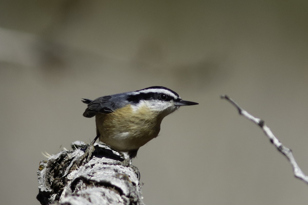 Red-breasted Nuthatch - ML611947702