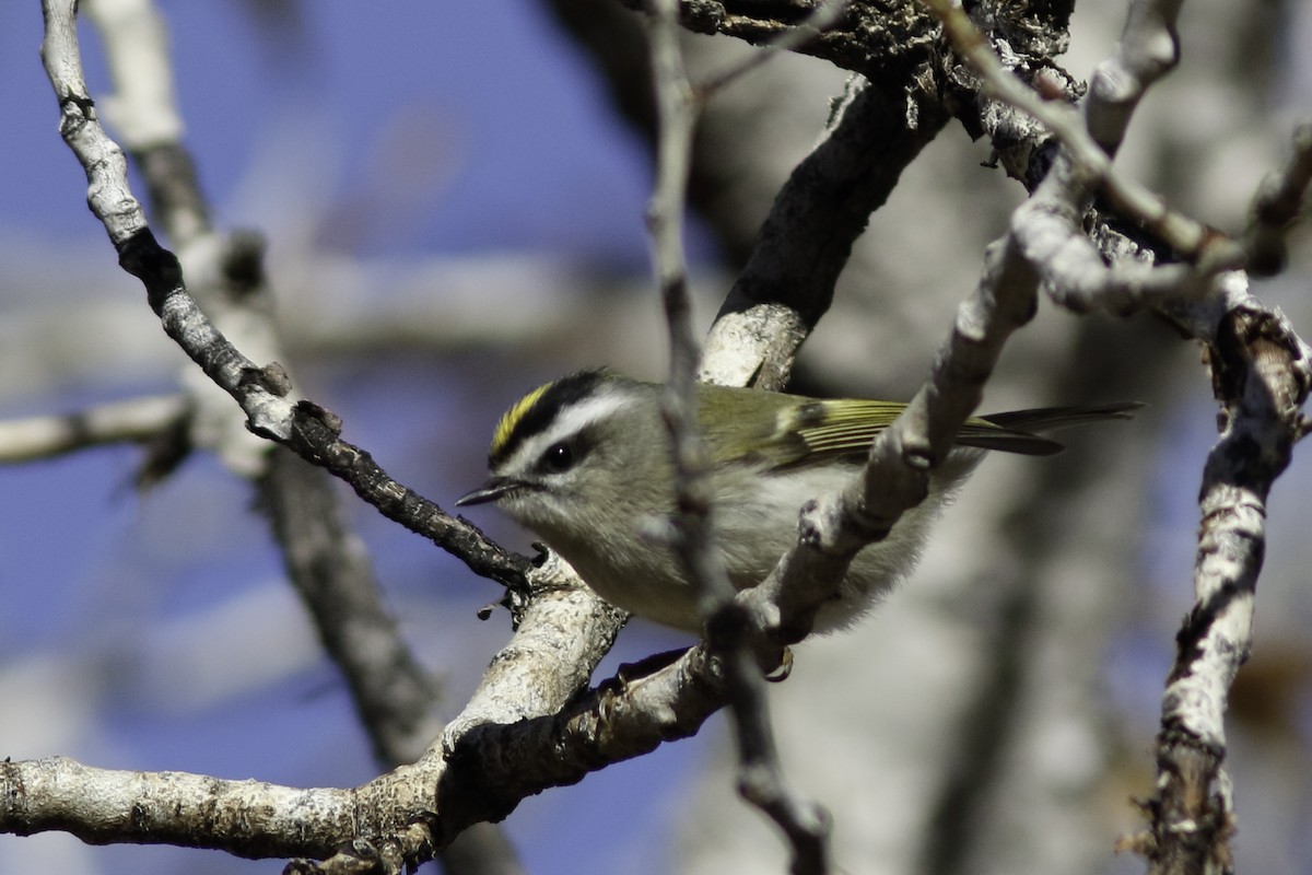 Golden-crowned Kinglet - ML611947728