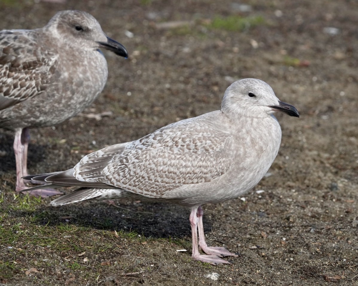 Iceland Gull - ML611947751