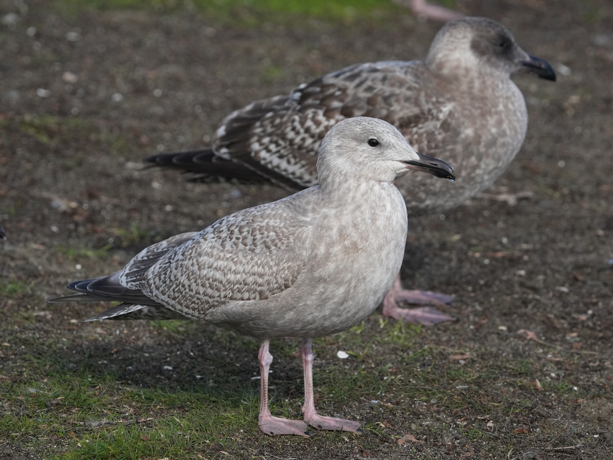 Iceland Gull - ML611947752