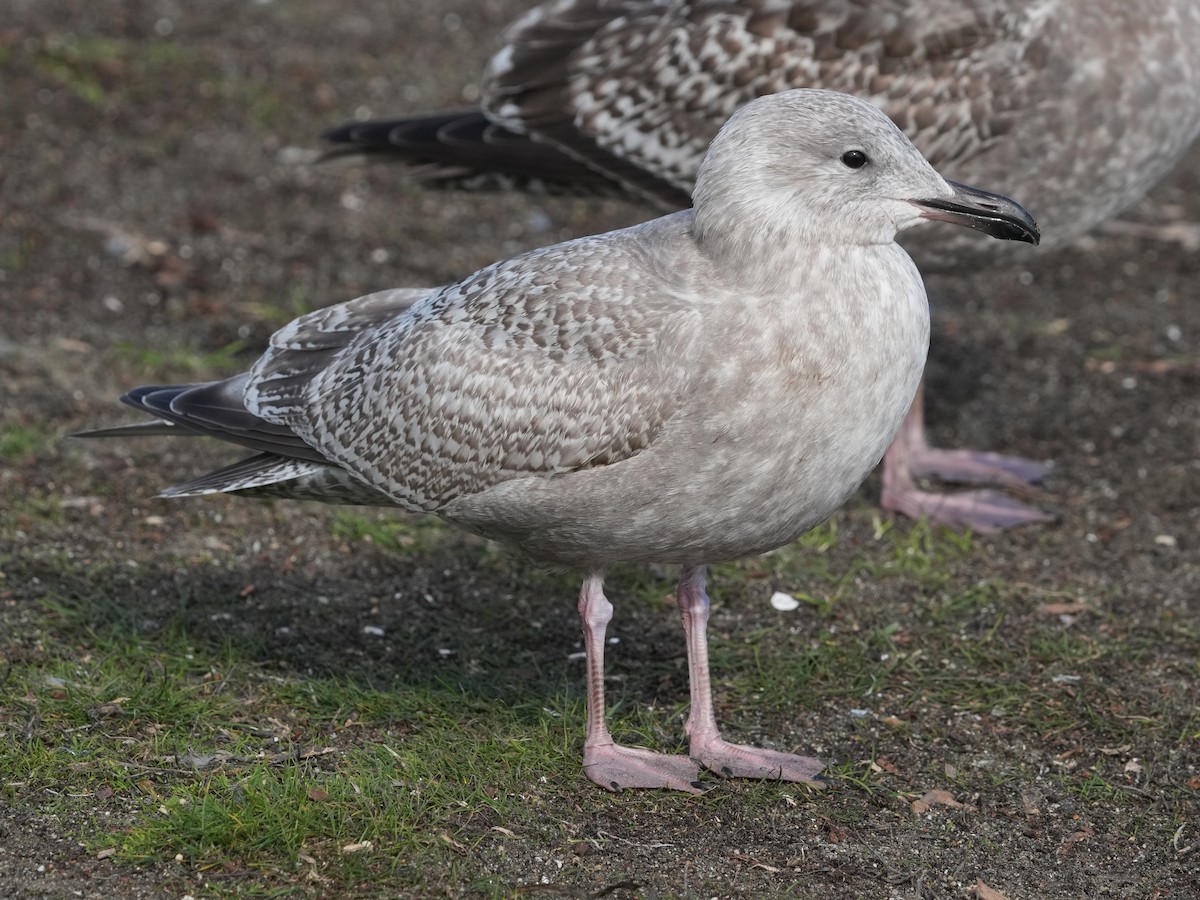 Iceland Gull - ML611947753