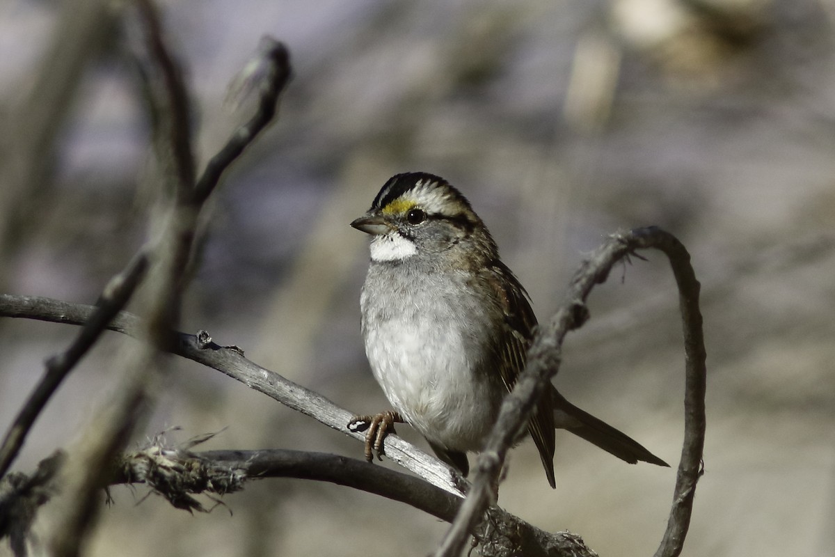 White-throated Sparrow - ML611947791