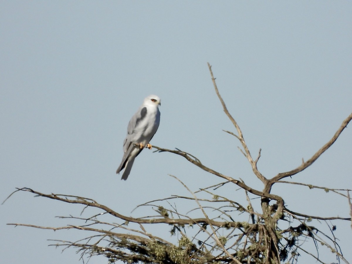 White-tailed Kite - ML611947939