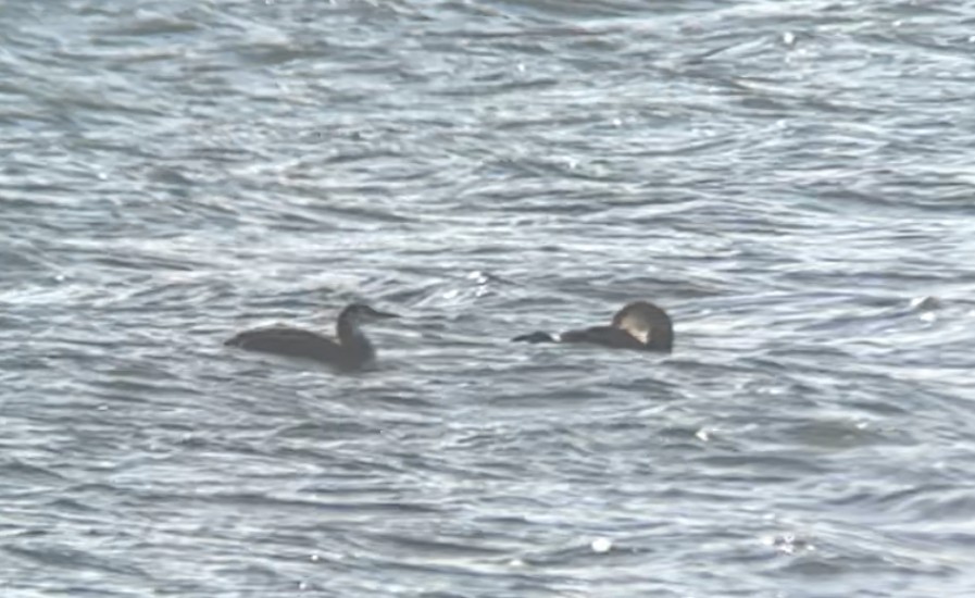 Red-throated Loon - ML611947979