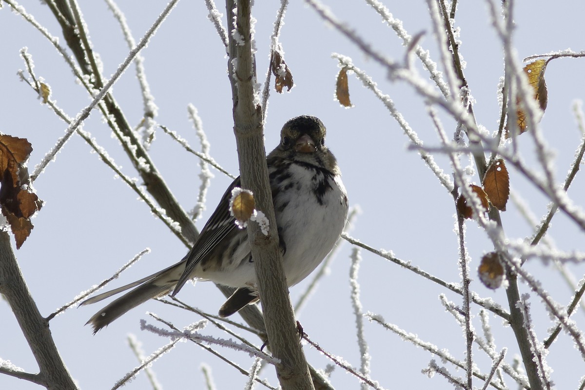 Harris's Sparrow - ML611948010