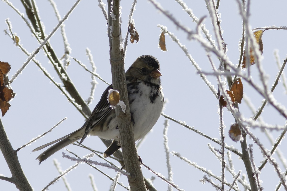 Harris's Sparrow - ML611948011