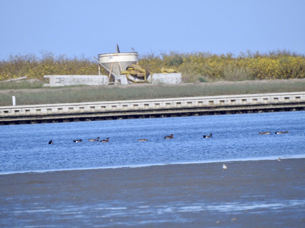 American Wigeon - ML611948016