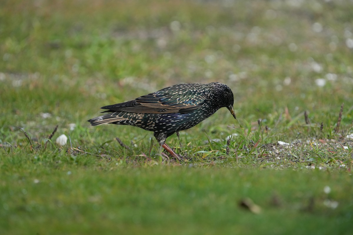 European Starling - ML611948050