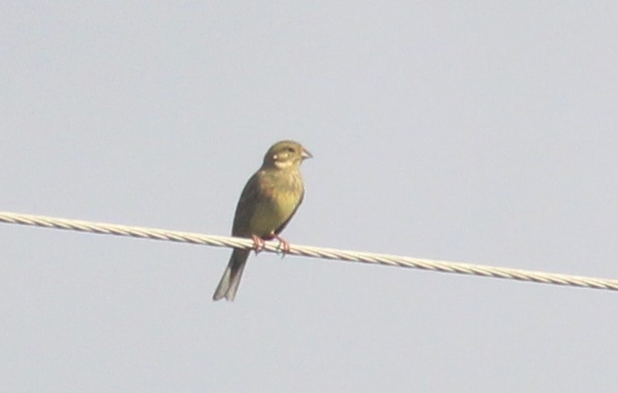 Cirl Bunting - Nelson Fonseca