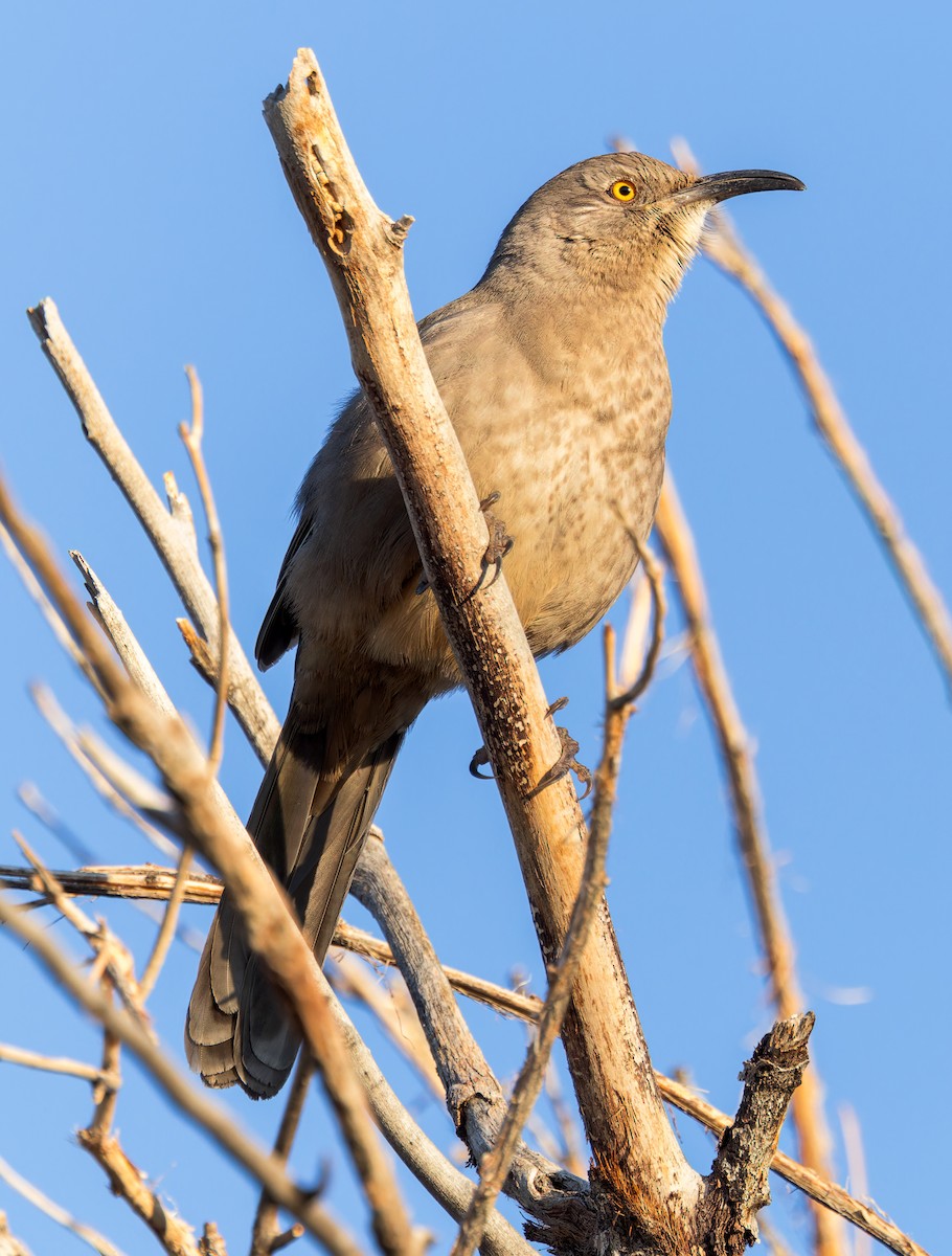 Curve-billed Thrasher - ML611948075