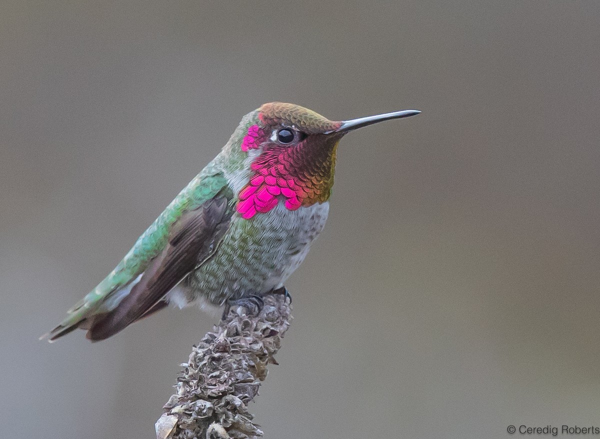 Anna's Hummingbird - Ceredig  Roberts