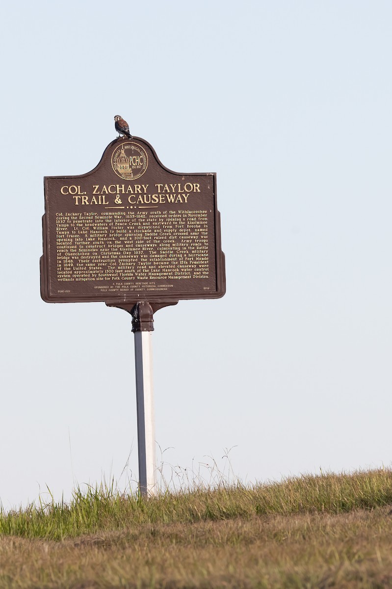 American Kestrel - ML611948128