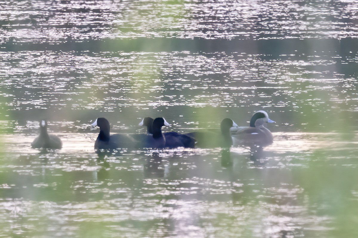 American Wigeon - ML611948131