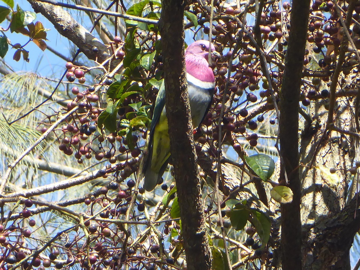 Pink-headed Fruit-Dove - ML611948142