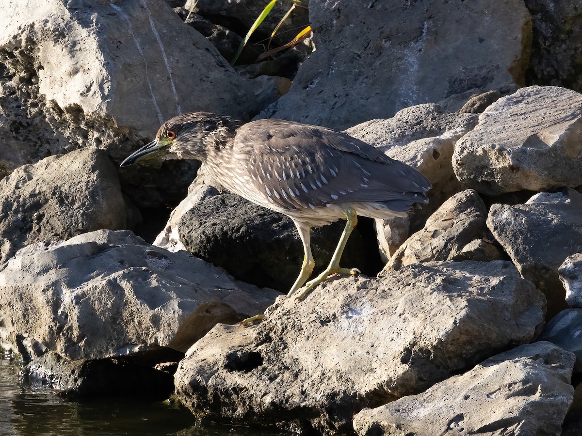 Black-crowned Night Heron - Lynette Spence