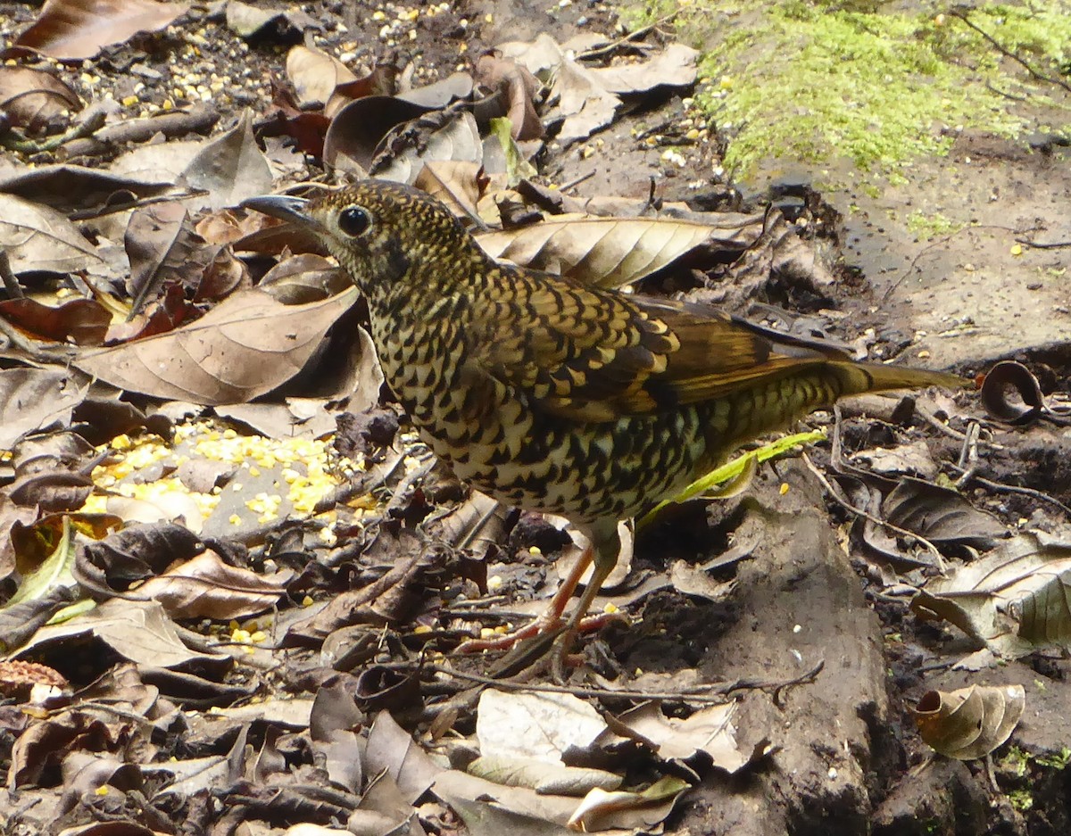 Scaly Thrush (Horsfield's) - ML611948198