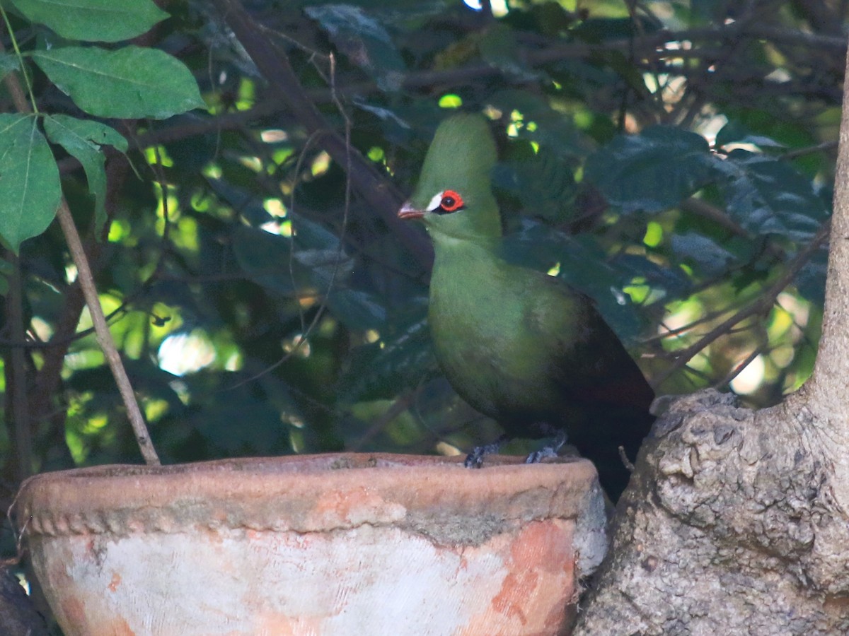 Guinea Turaco - ML611948239