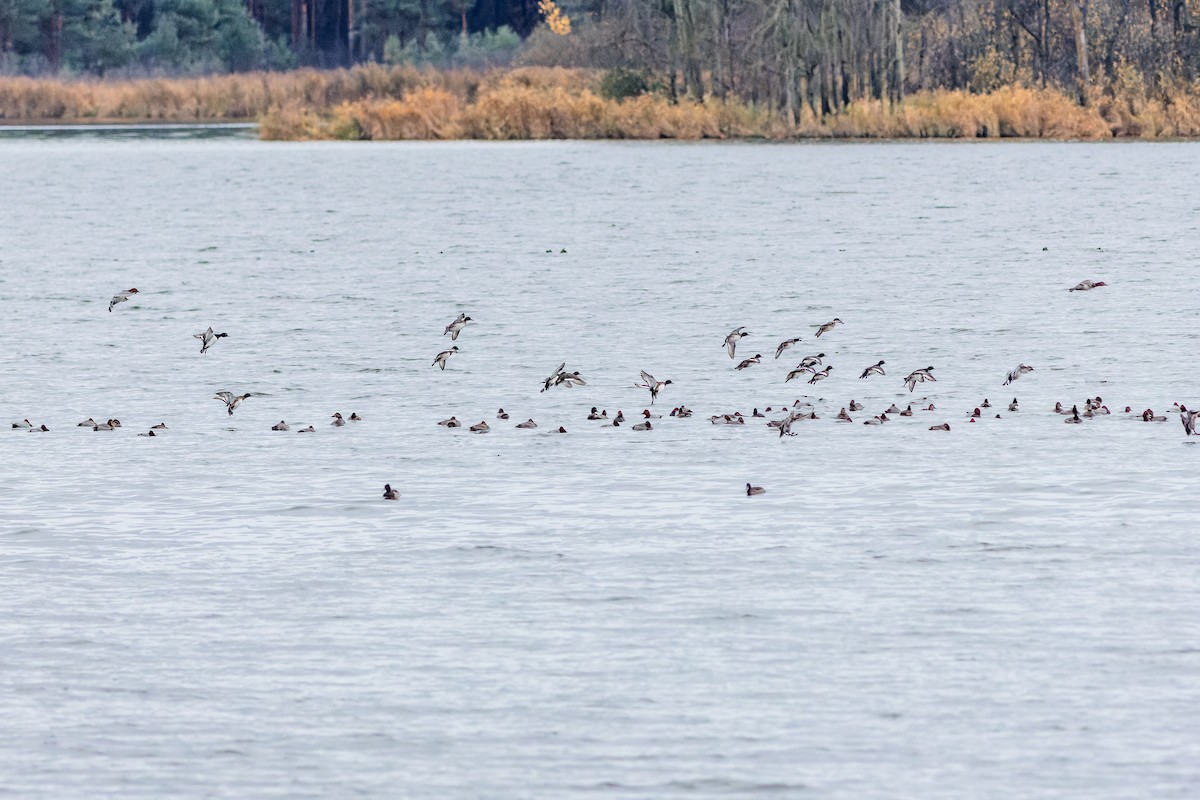 Tufted Duck - ML611948241