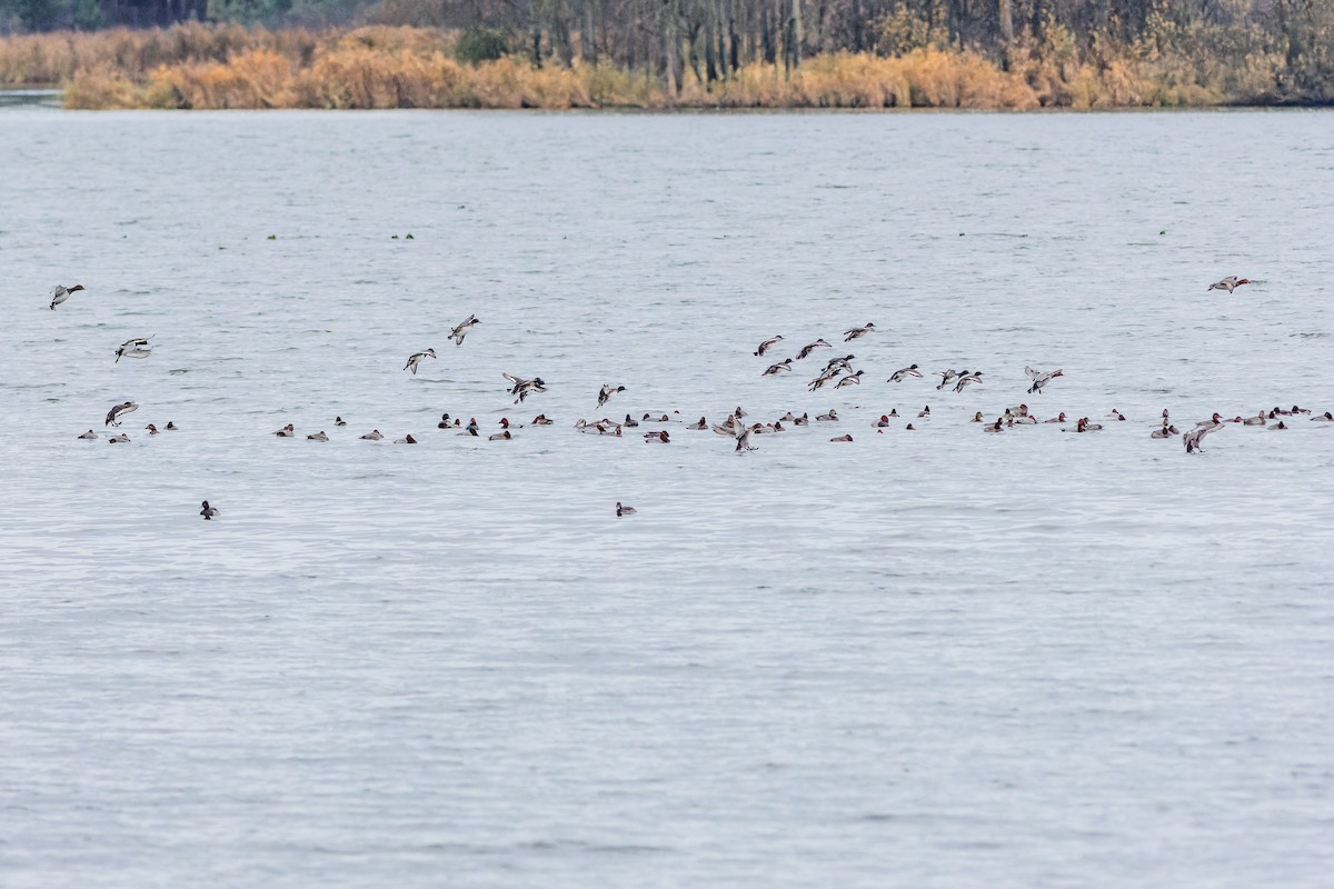 Tufted Duck - ML611948262