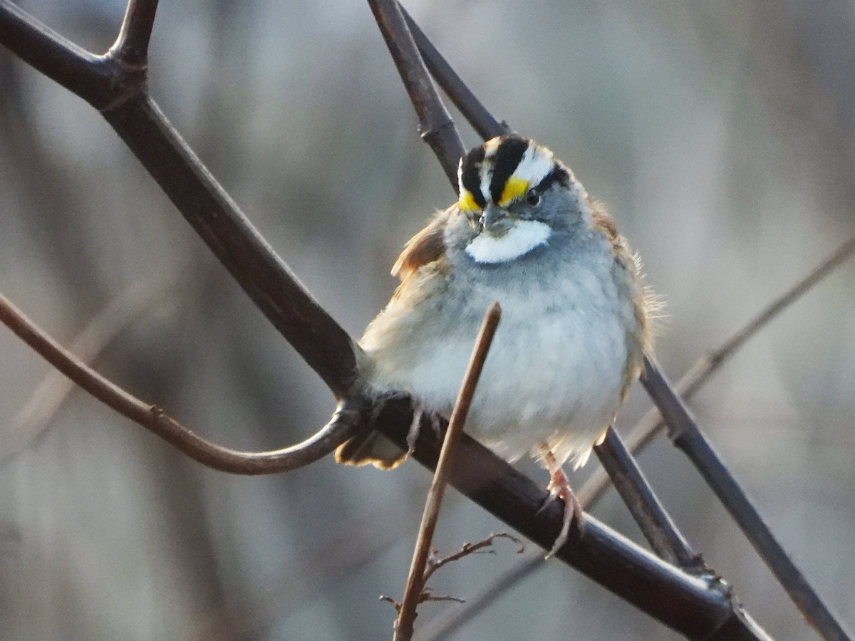 White-throated Sparrow - ML611948308