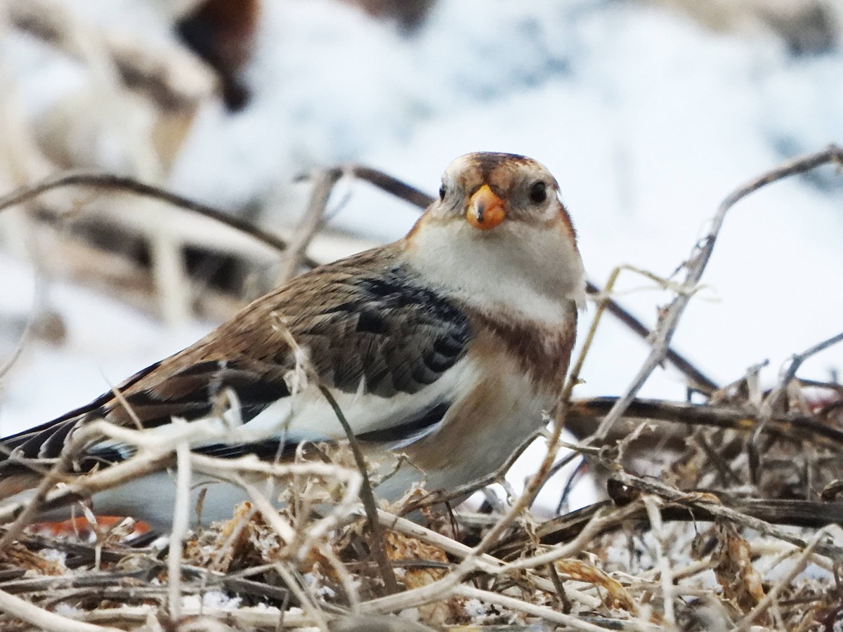 Snow Bunting - ML611948319