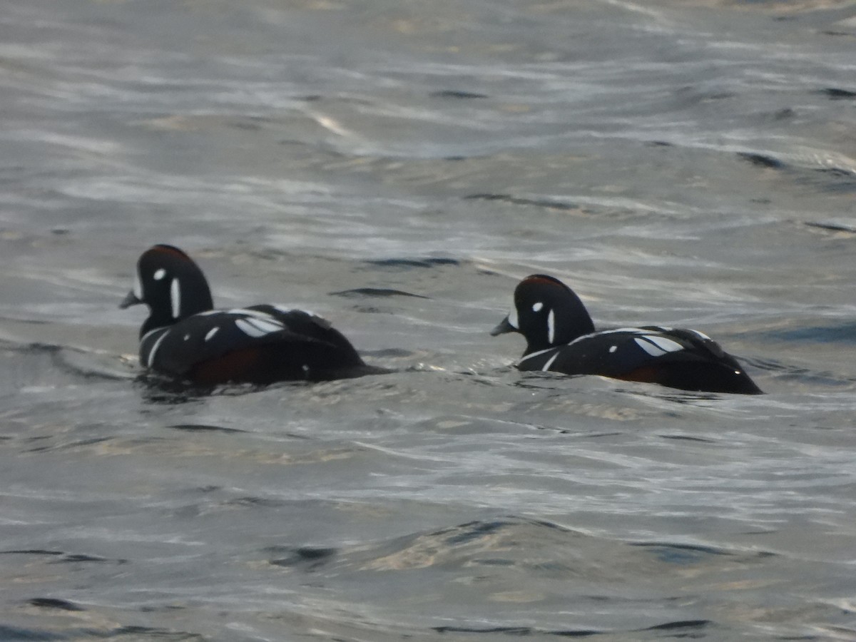 Harlequin Duck - ML611948346