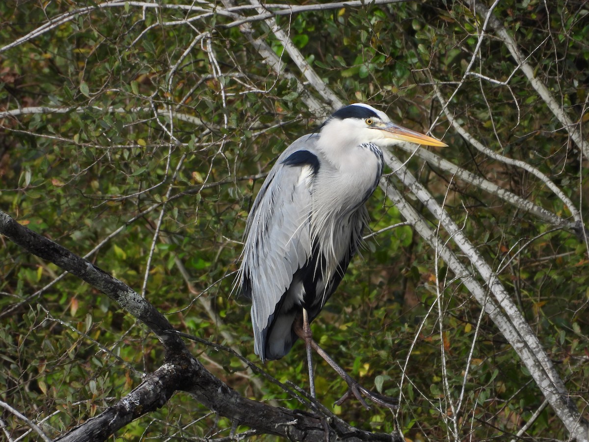 Gray Heron - ML611948362