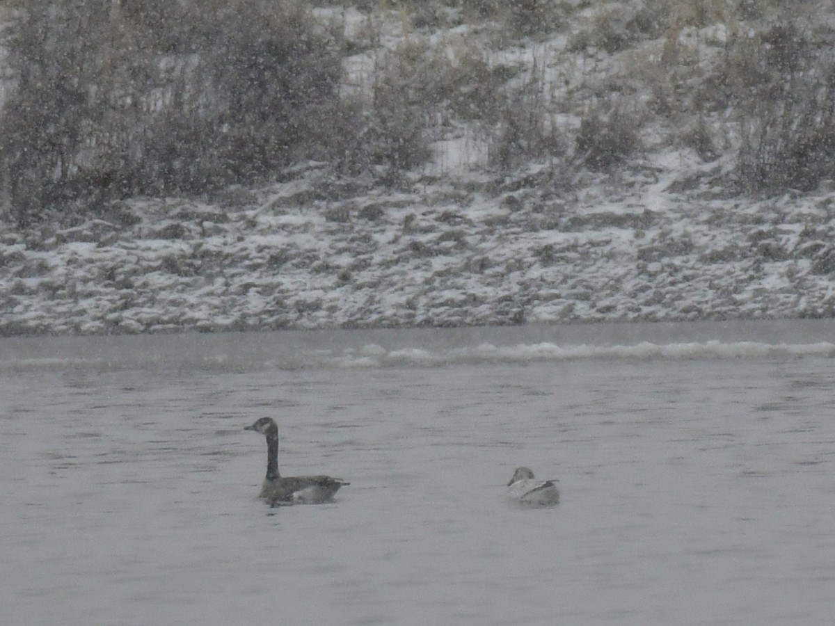 Snow x Ross's Goose (hybrid) - Anonymous