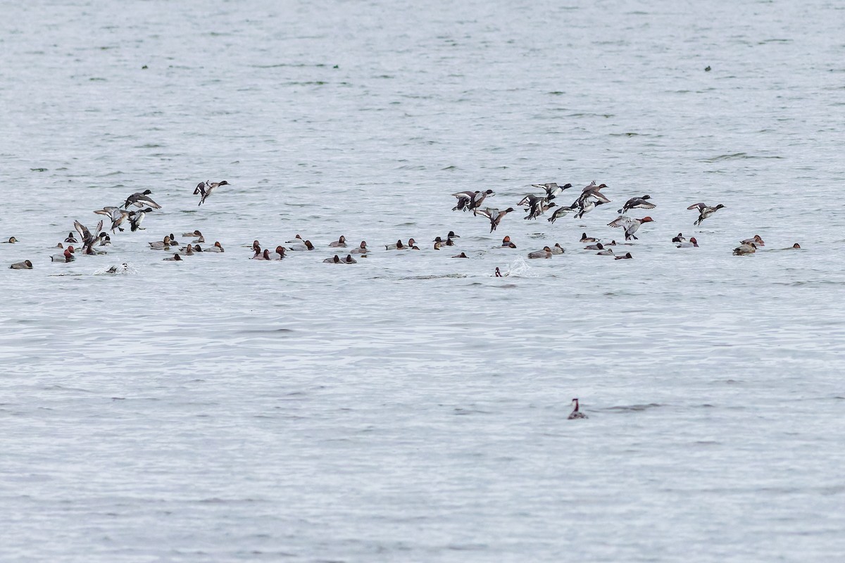 Common Pochard - Gabi Uhrova