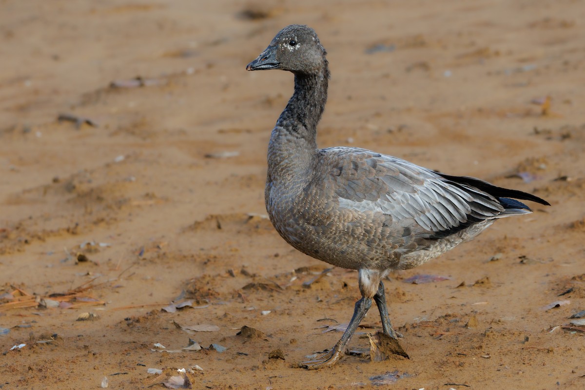 Snow Goose - ML611948384