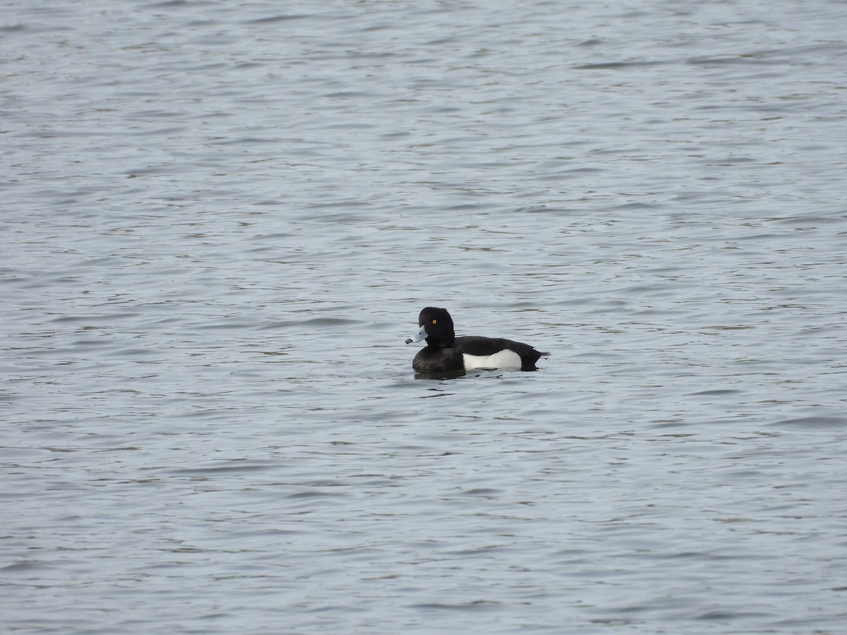 Tufted Duck - ML611948388