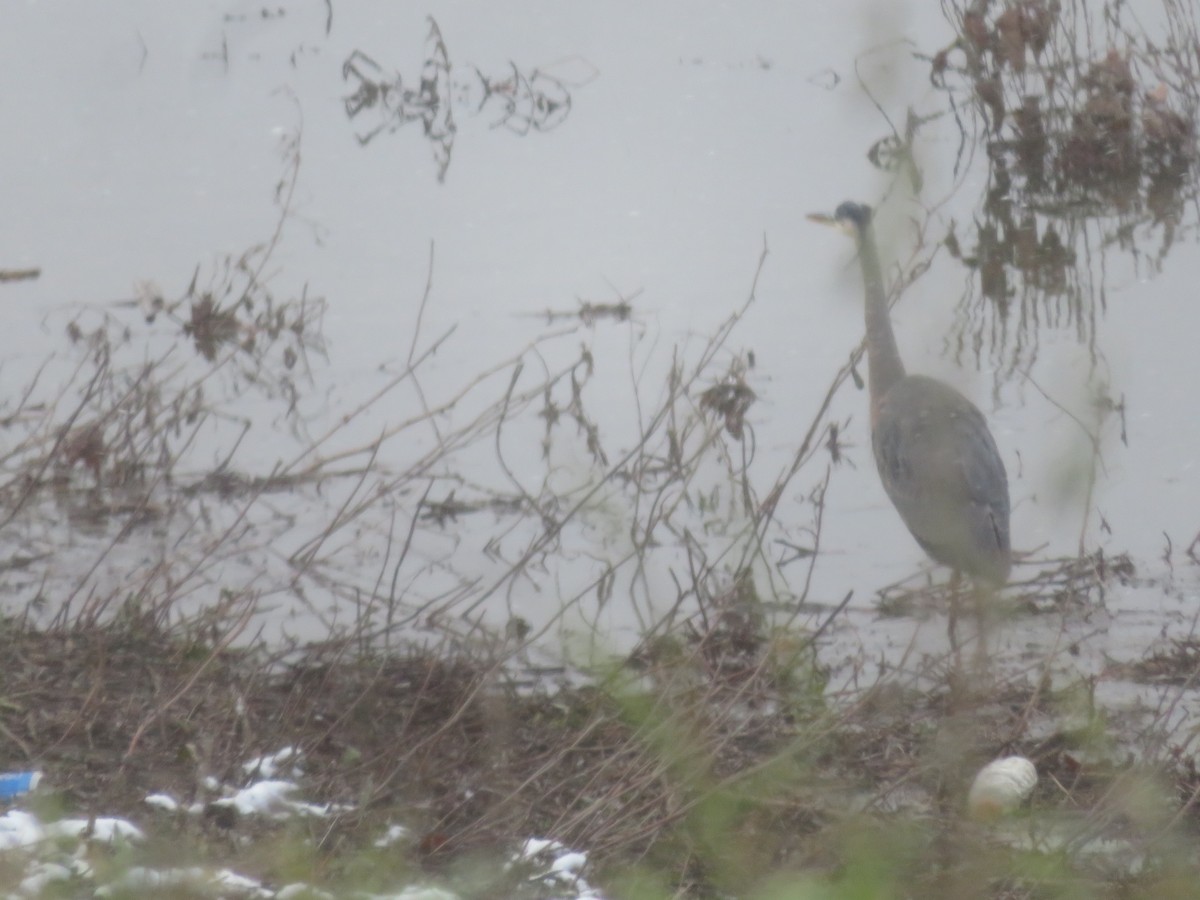 Great Blue Heron - ML611948394