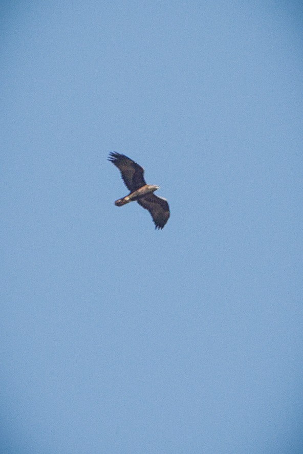 Águila Real - ML611948510
