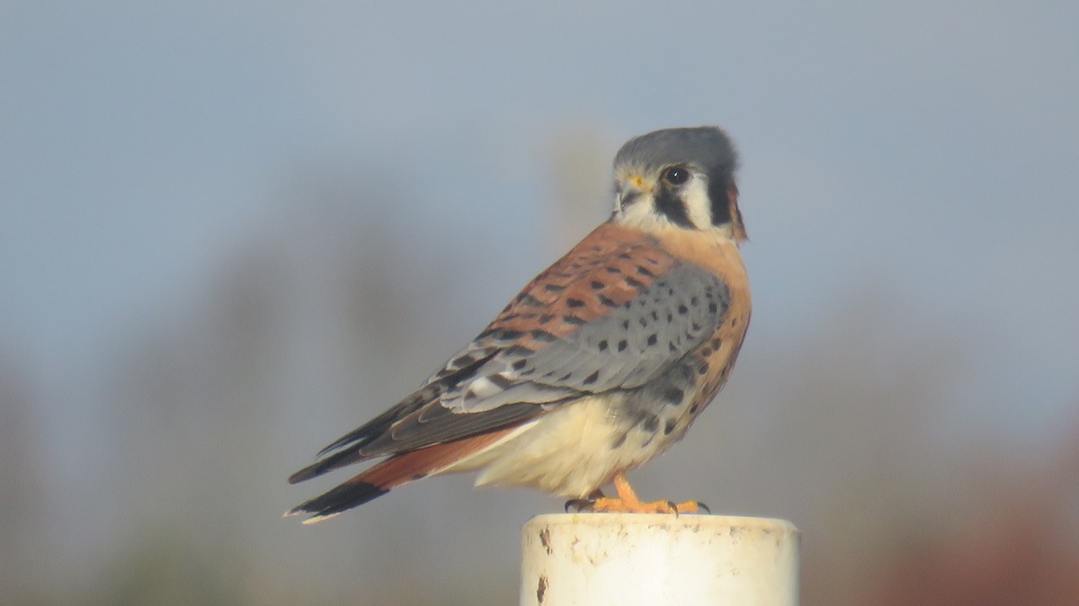 American Kestrel - paul raney