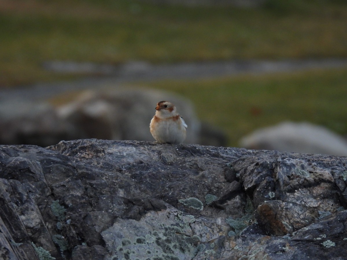 Snow Bunting - ML611948551