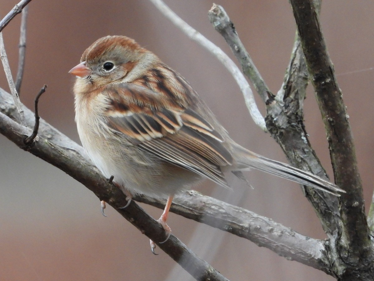 Field Sparrow - ML611948572