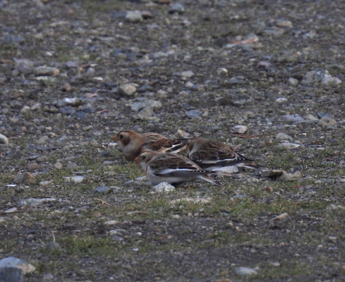 Snow Bunting - ML611948589