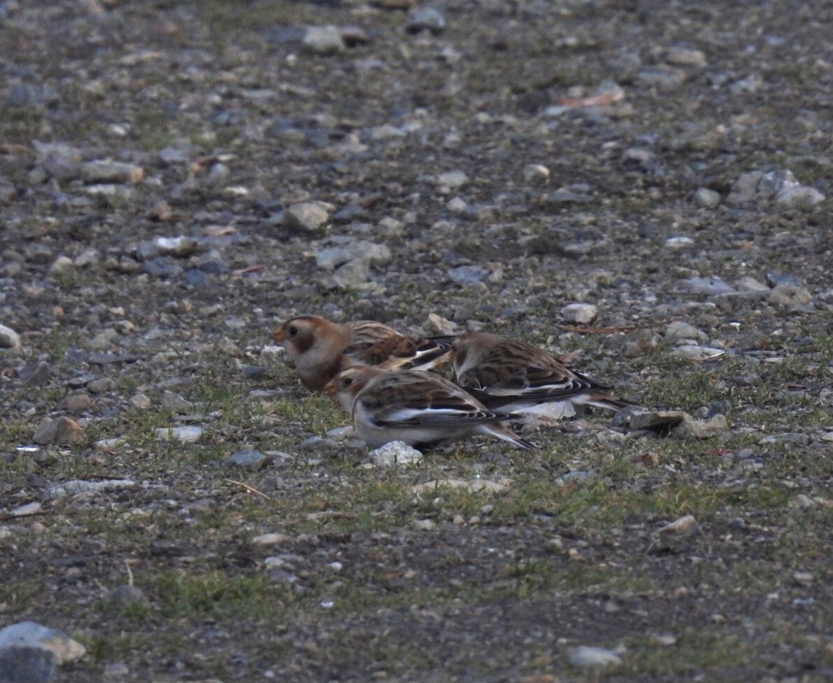 Snow Bunting - ML611948589