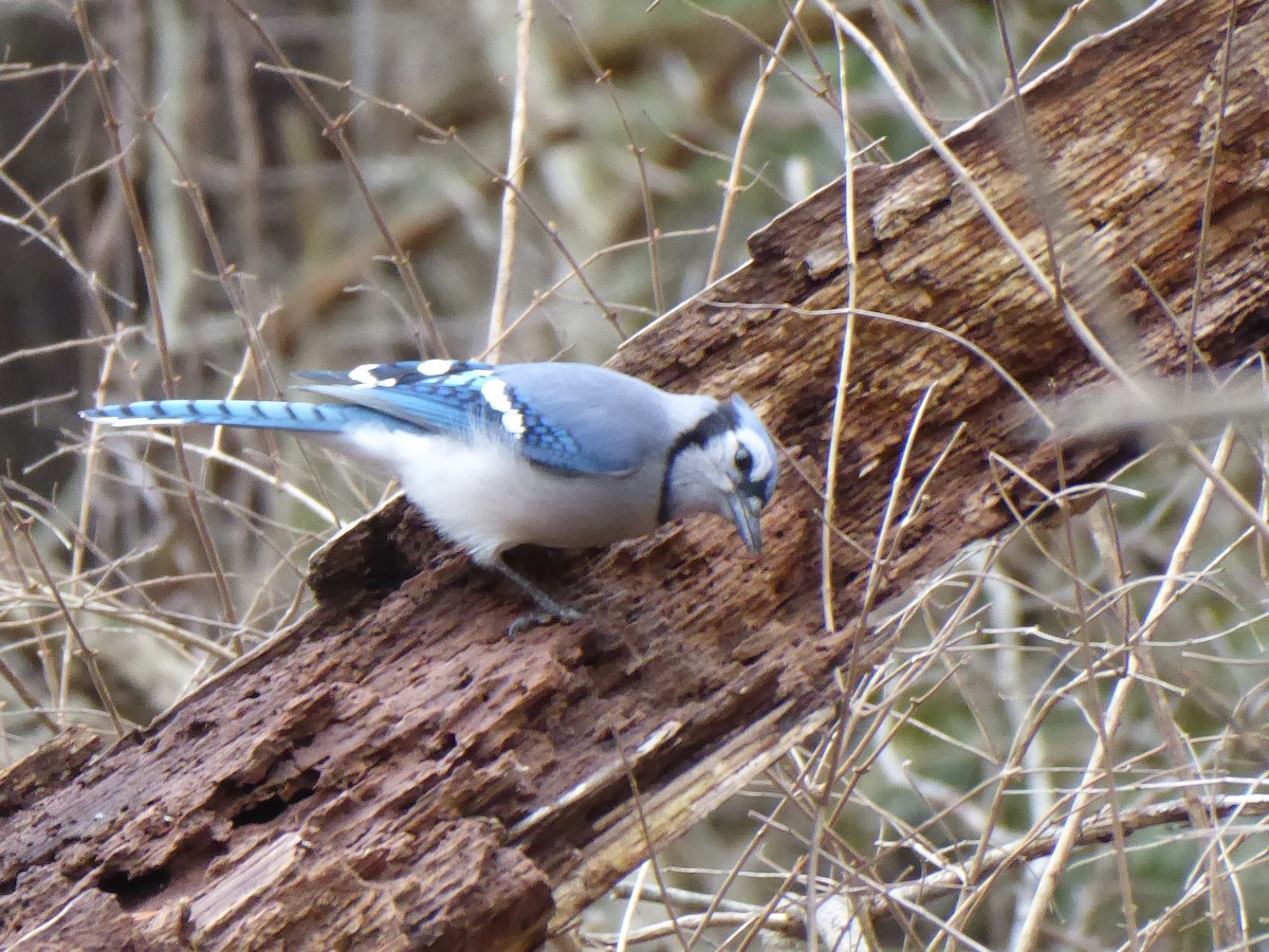 Blue Jay - M. Jordan