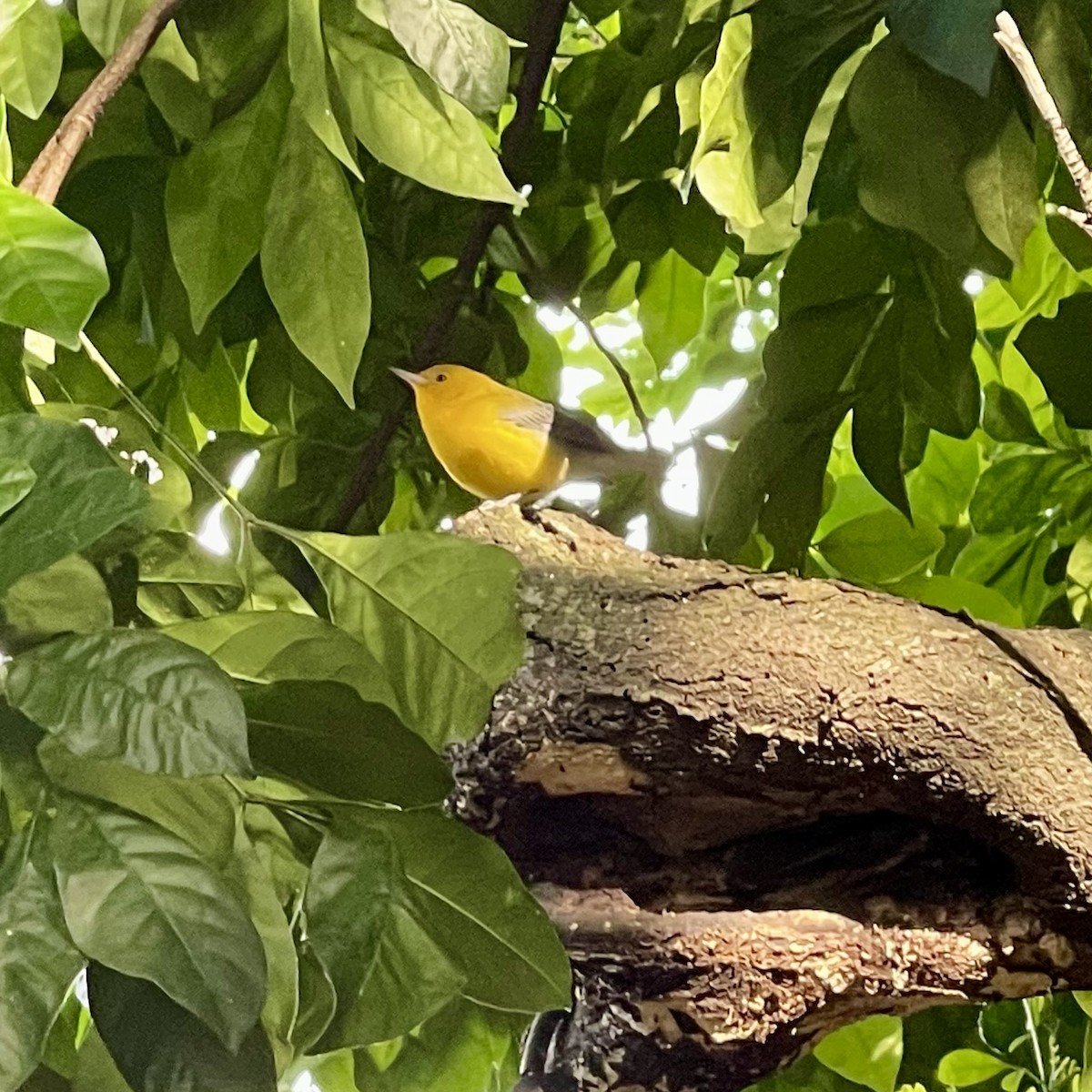 Prothonotary Warbler - Scott Beattie