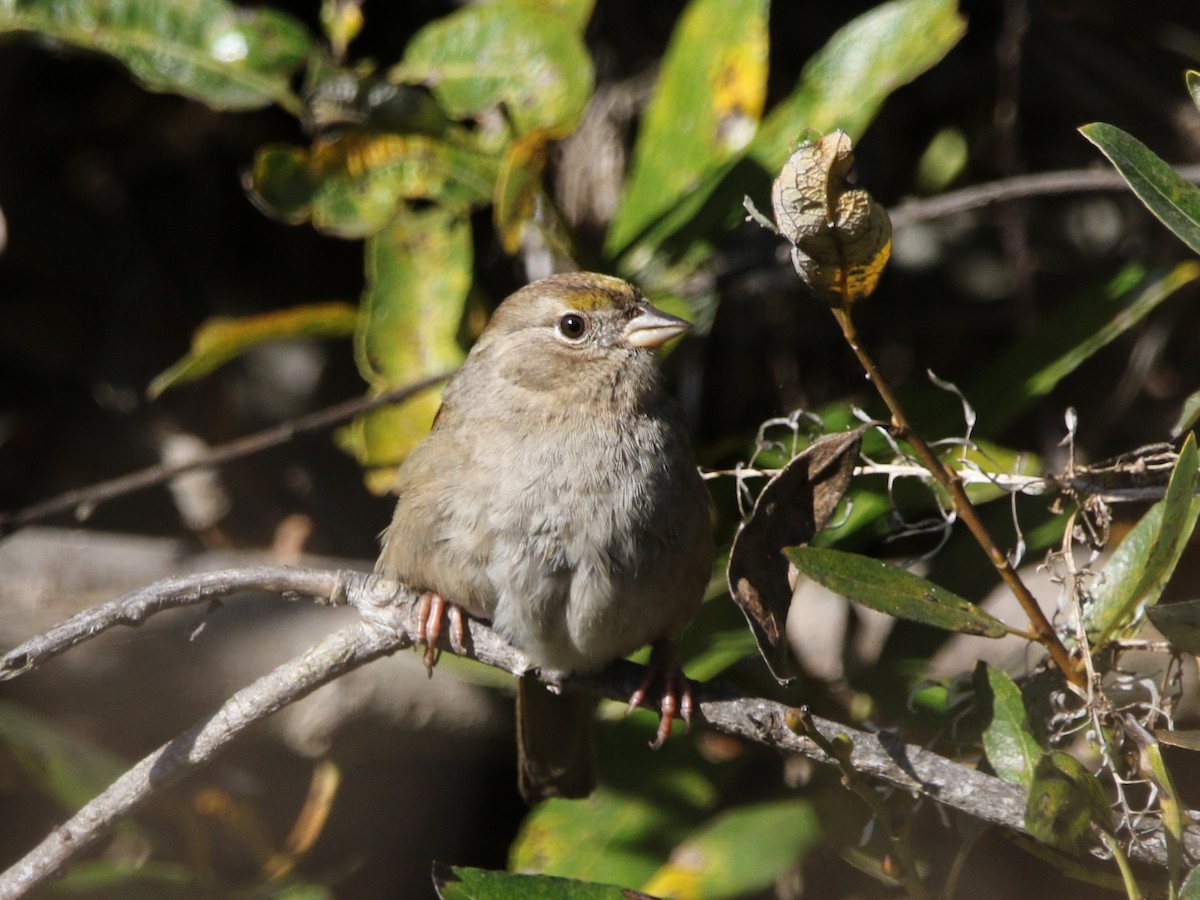 Golden-crowned Sparrow - ML611948598
