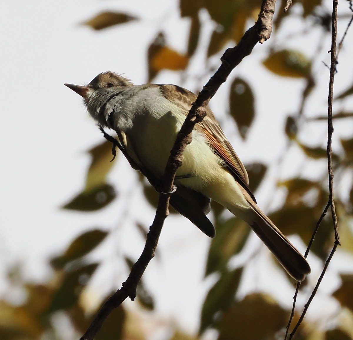 Ash-throated Flycatcher - ML611948601