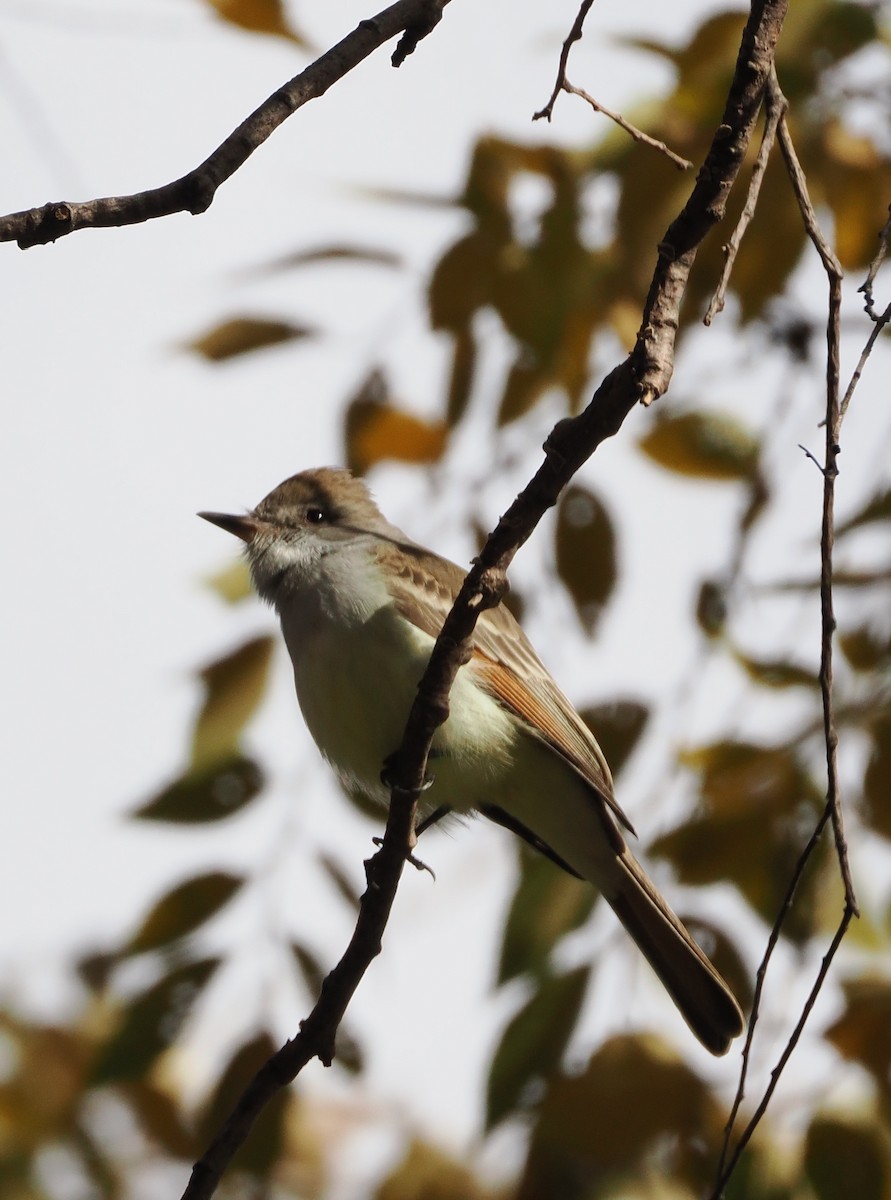 Ash-throated Flycatcher - ML611948602