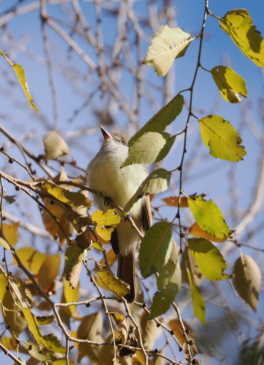 Ash-throated Flycatcher - Evan Schumann