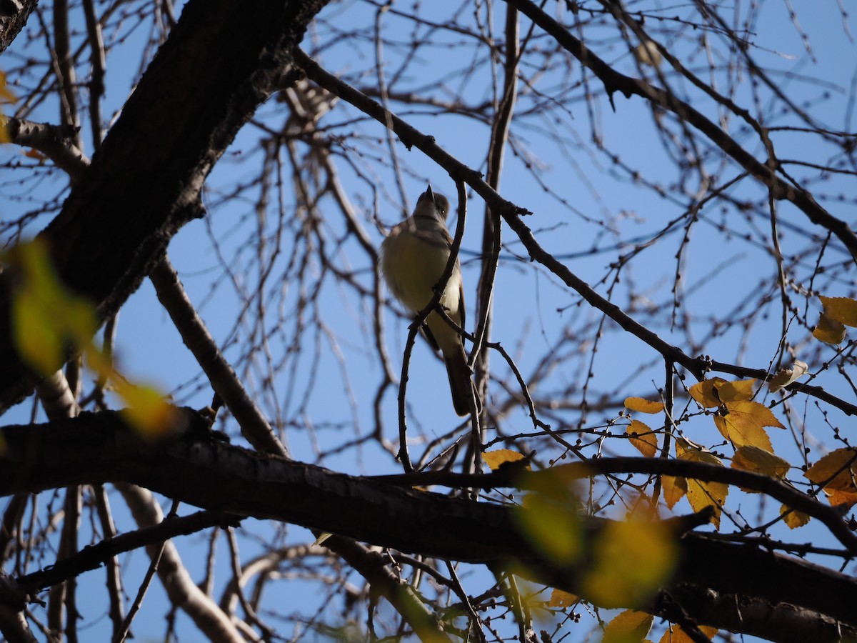 Ash-throated Flycatcher - ML611948604