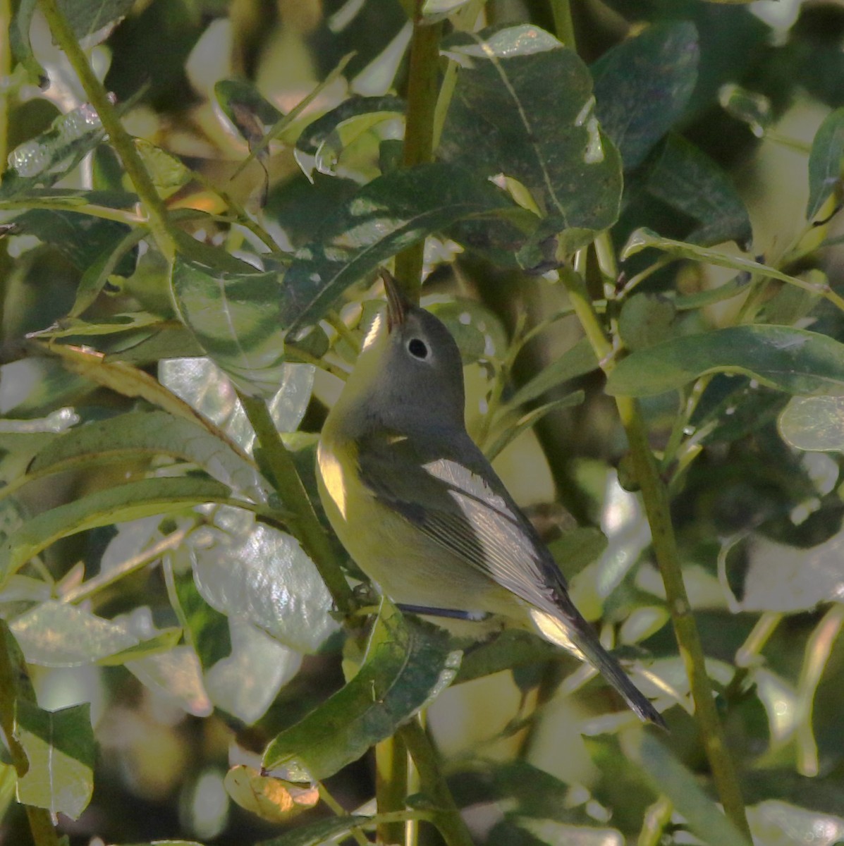 Nashville Warbler - Ann Vaughan