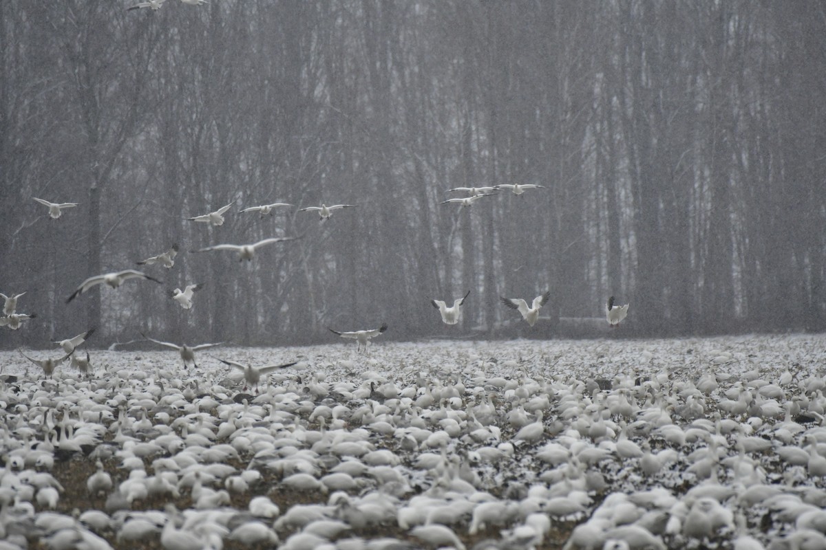 Snow Goose - Anonymous