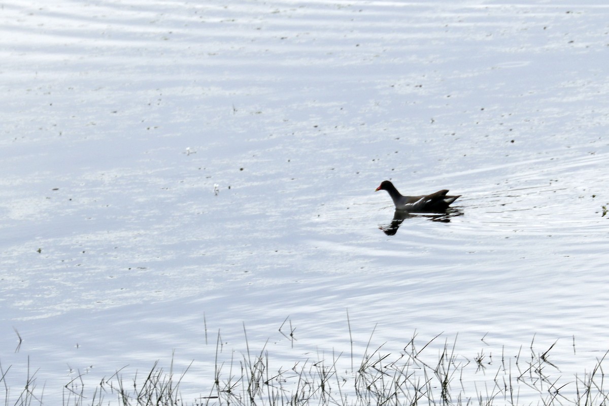 Eurasian Moorhen - ML611948634